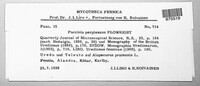 Puccinia recondita image